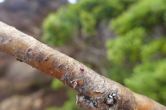 Erythraeoidea