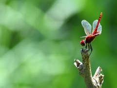 Urothemis signata
