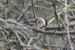 Poecile montanus
