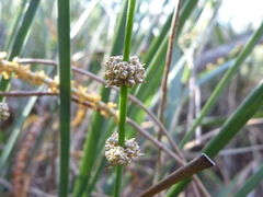 Lomandra multiflora multiflora