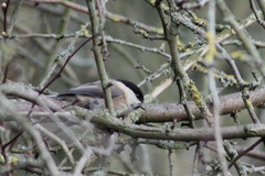 Poecile montanus