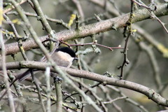 Poecile montanus