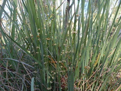 Lomandra multiflora multiflora