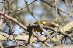 Chloris chloris