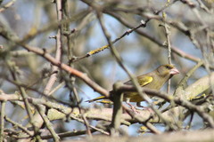 Chloris chloris