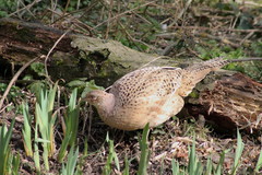 Phasianus colchicus