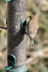 Chloris chloris