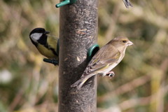 Chloris chloris