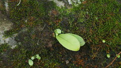 Lemmaphyllum microphyllum
