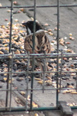 Emberiza schoeniclus
