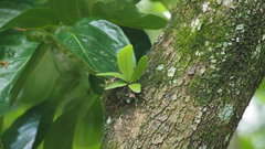 Pyrrosia adnascens