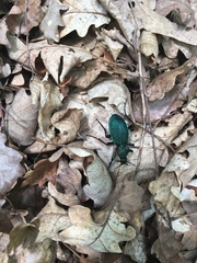 Carabus scabrosus