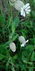 Silene vulgaris