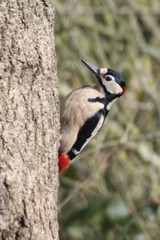 Dendrocopos major
