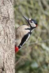 Dendrocopos major