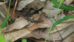 Scincella formosensis