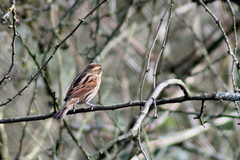 Emberiza schoeniclus