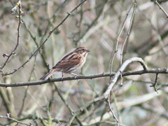 Emberiza schoeniclus