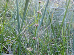 Lomandra multiflora multiflora