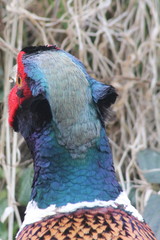 Phasianus colchicus