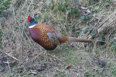 Phasianus colchicus