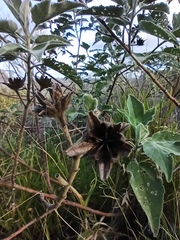 Hibiscus splendens