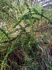 Acacia hubbardiana