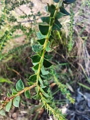 Acacia hubbardiana