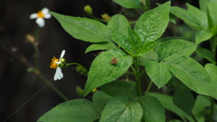 Choreutis amethystodes