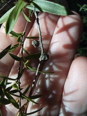 Leptospermum microcarpum