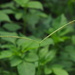 Paspalum conjugatum - Photo (c) Hong, μερικά δικαιώματα διατηρούνται (CC BY-NC), uploaded by Hong