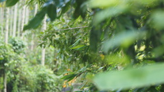 Leptogomphus sauteri formosanus