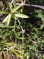 Leptospermum microcarpum