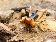 Henicus monstrosus