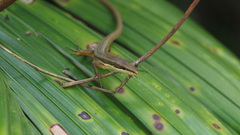 Takydromus kuehnei