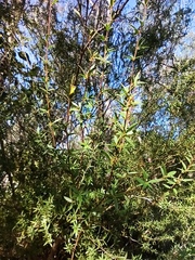 Leptospermum microcarpum