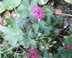Astrantia