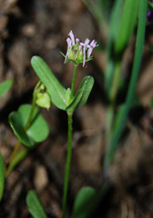 Plectritis ciliosa