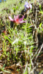 Trifolium willdenovii