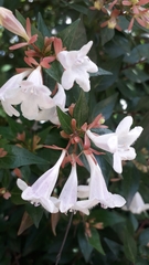 Abelia × grandiflora