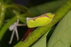 Salurnis marginella