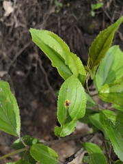 Puccinia coronata