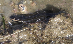 Acanthoclinus fuscus