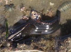 Acanthoclinus fuscus