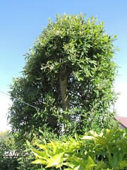 Cotoneaster frigidus
