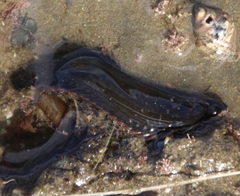 Acanthoclinus fuscus