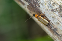 Rhagonycha lutea