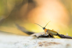 Rhagonycha lutea