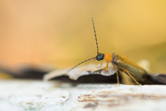 Rhagonycha lutea