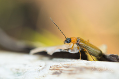 Rhagonycha lutea